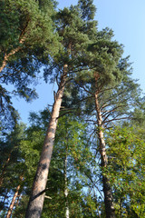Fototapeta premium Forest in summer