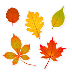 autumn set of leaves stickers with shadows