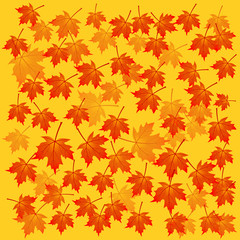 vector seasonal background with maple