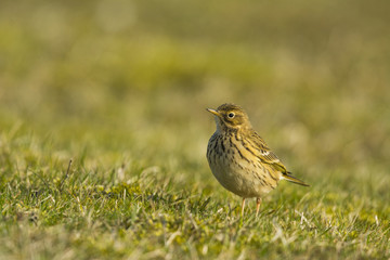 Pipit farlouse (Anthus pratensis - Meadow Pipit) dans les prairi