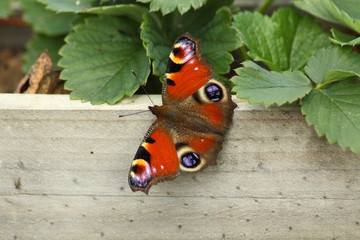 Europejski pawi motyl © TNstudioFX