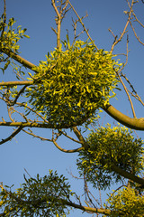mistletoe on convoluted tree