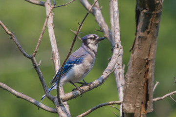 Blue Jay