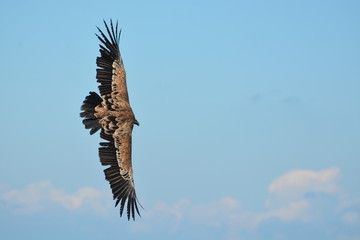 Griffon Vulture