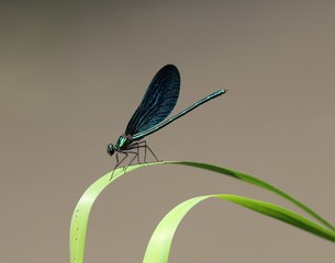 Стрекоза красотка на травинке © dinar12