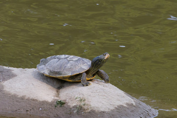 Northern Map Turtle