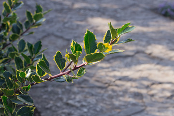 green branch on a background of the road