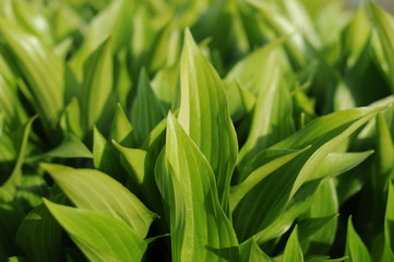 Host leaves in the morning sun