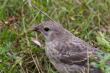 Brown-headed Cowbird