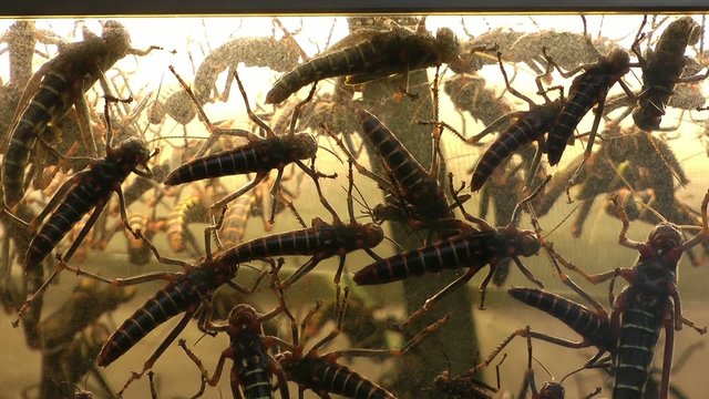 Grasshoppers