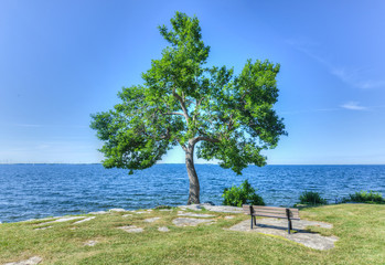 Fototapeta na wymiar Tree and Bench in MacDonald Park, Kingston, Canada