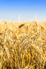 golden wheat on the field in sunlight