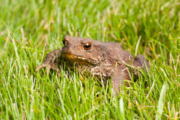 frog sitting on green grass