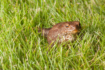 frog sitting on green grass