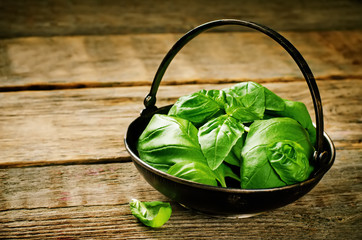 green Basil