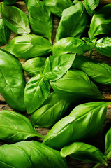 Fototapeta premium green Basil