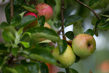 fresh wet apples on a appletree