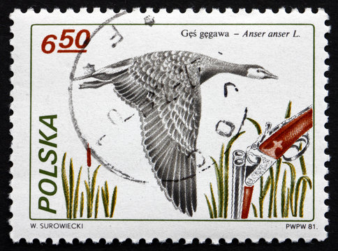 Postage stamp Poland 1981 Greylag Goose, Bird
