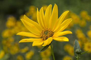 gelbe blüte im sommer