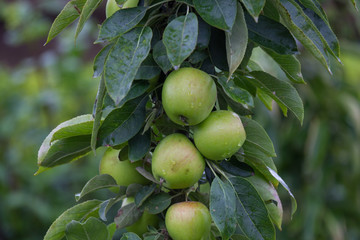 fresh wet apples on a appletree