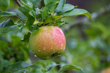 fresh wet apple on a appletree
