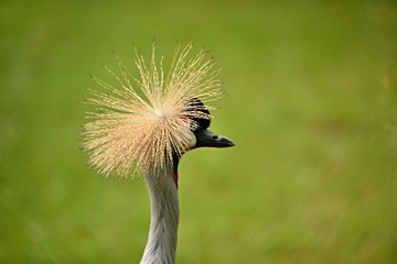 Grey Crowned Crane