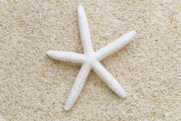 Starfish on the beach