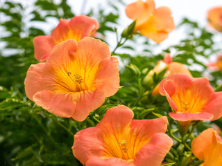 Fototapeta premium OLYMPUS DIGITAL CAMERA