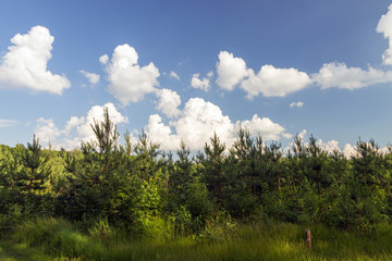 Obraz premium Evergreen Forest