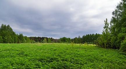 meadow wood
