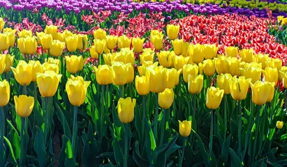 Abwaschbare Fototapete Tulpe tulips background
