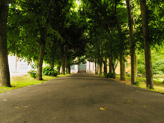 sidewalk walking pavement in park. nature landscape.