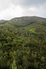 Fototapeta premium Landscape view of the lush and dense forest region