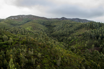 Fototapeta na wymiar Landscape view of the lush and dense forest region