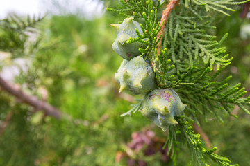 Thuja branches with fruits