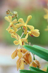yellow orchid.