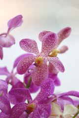 Naklejka na ściany i meble pink orchid.