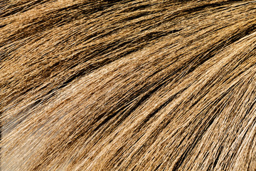 Background texture of wood