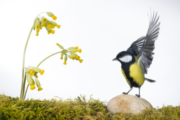 Mésange charbonnière (Parus major - Great Tit) sur fond blanc