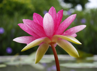 soft pink lotus flower