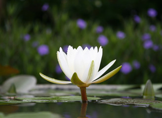 white lotus flower blossom