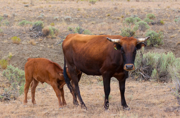 Cow and Calf