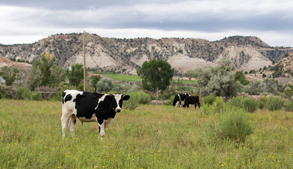 Fototapeta premium Black and White Cow