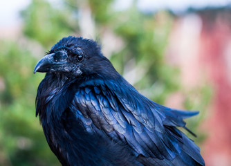 Raven