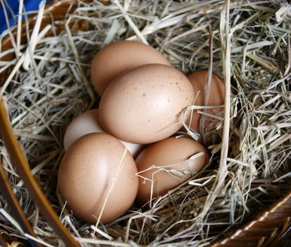 Brown eggs in wooden basket hay nest