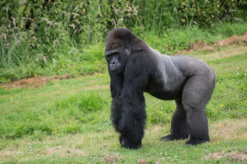 Captive endangered Western Lowland Gorilla © veneratio