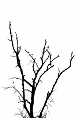 dead tree isolated on white background.