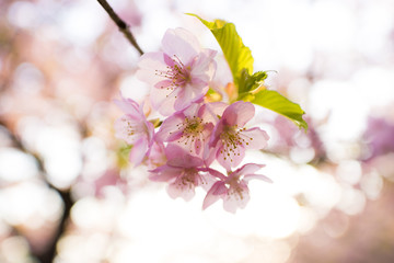 葉桜の河津桜