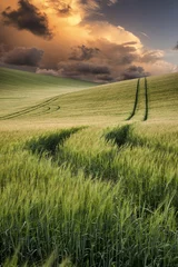 Poster Summer landscape image of wheat field at sunset with beautiful l © veneratio