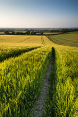 Beautiful landscape wheat field in bright Summer sunlight evenin